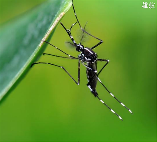 预防登革热，小心白纹伊蚊